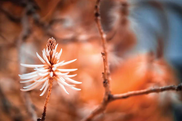 Rusty Flower - Miami, Florida