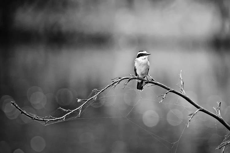 Black and White Bird by Glauco Meneghelli wall art