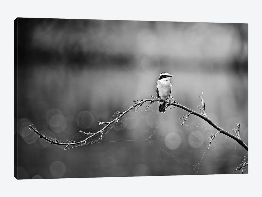 Black and White Bird by Glauco Meneghelli 1-piece Canvas Print