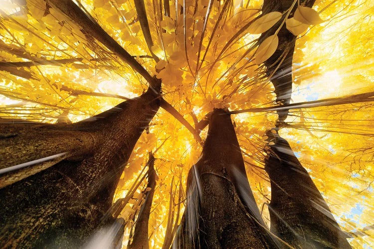 Sun Splash - Sao Paulo, Brazil by Glauco Meneghelli wall art