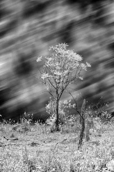 Tree Black & White  - Sao Paulo, Brazil by Glauco Meneghelli art print