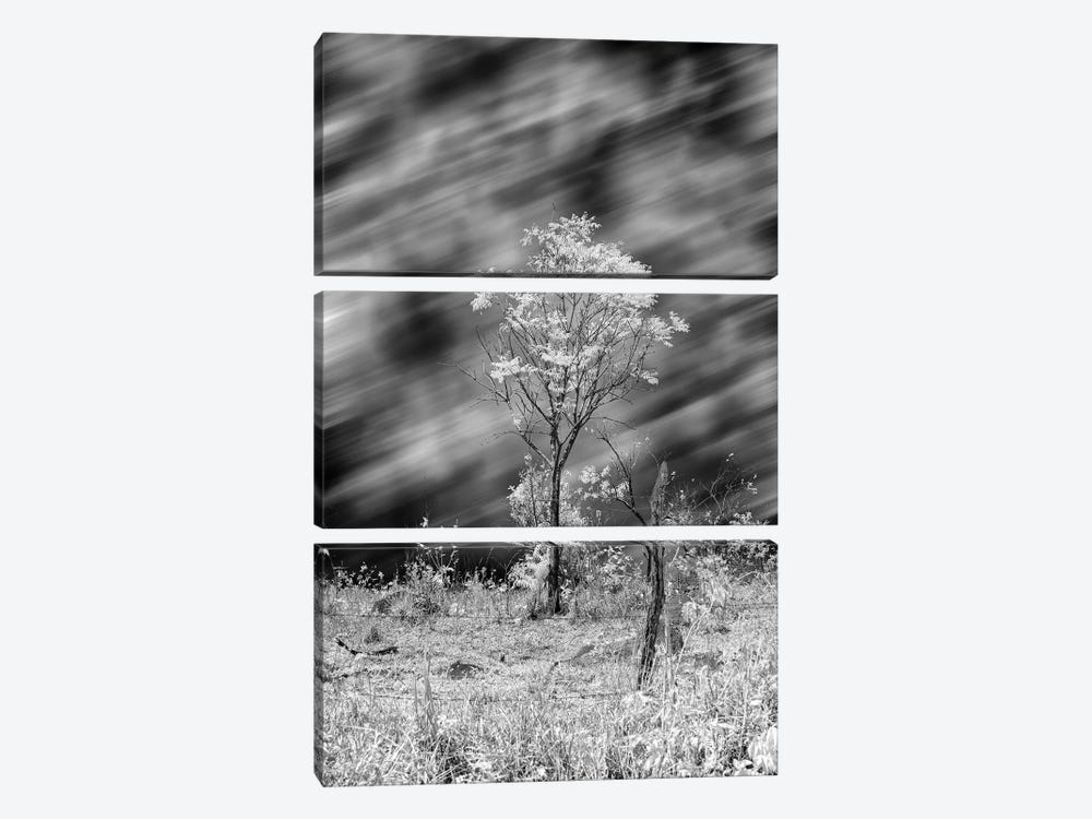 Tree Black & White  - Sao Paulo, Brazil by Glauco Meneghelli 3-piece Art Print
