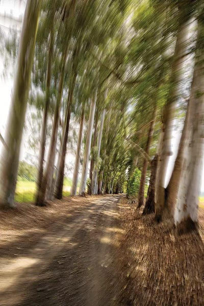 Twist I by Glauco Meneghelli canvas print