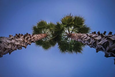 Up by Glauco Meneghelli art print