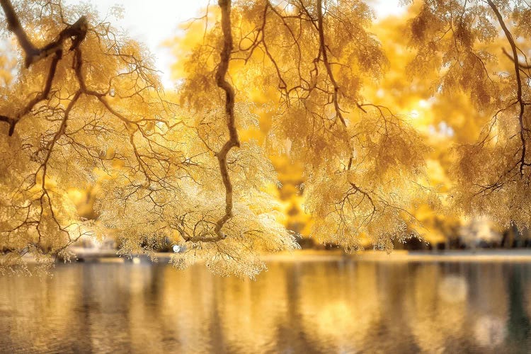 Yellow Leaves - Sao Paulo, Brazil by Glauco Meneghelli wall art