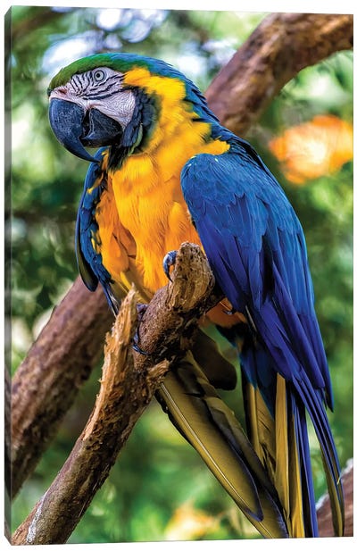 Blue Macaw Canvas Art Print - Glauco Meneghelli