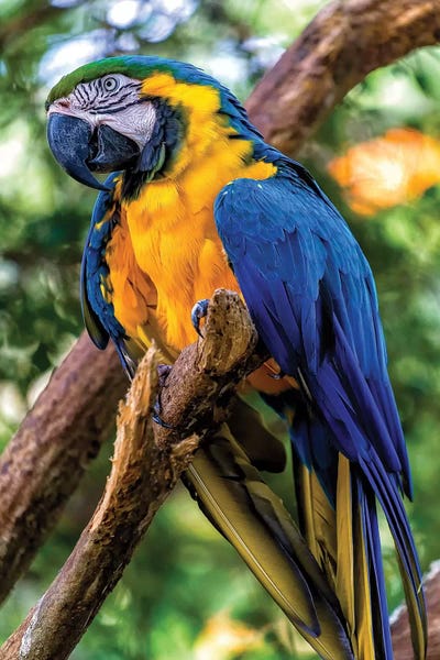 Glauco Meneghelli: Blue Macaw by Glauco Meneghelli