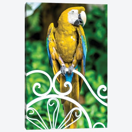 Yellow Macaw Canvas Print #GLM160} by Glauco Meneghelli Canvas Artwork