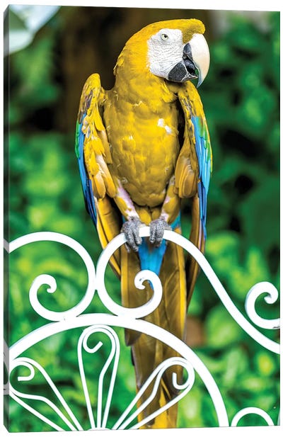 Yellow Macaw Canvas Art Print - Macaw Art