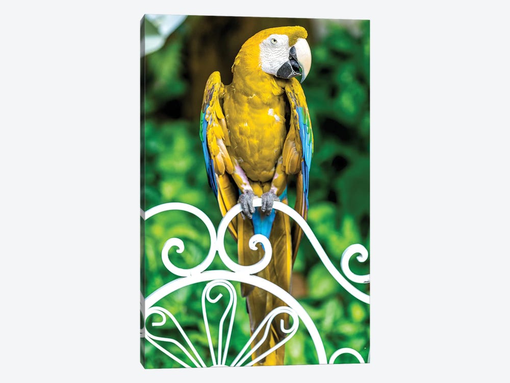 Yellow Macaw by Glauco Meneghelli 1-piece Canvas Art