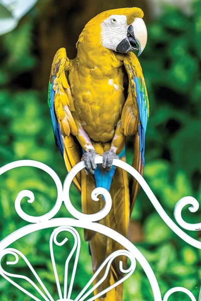 Glauco Meneghelli: Yellow Macaw by Glauco Meneghelli