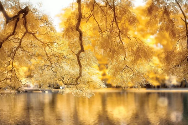 Glauco Meneghelli: Leaves by Glauco Meneghelli