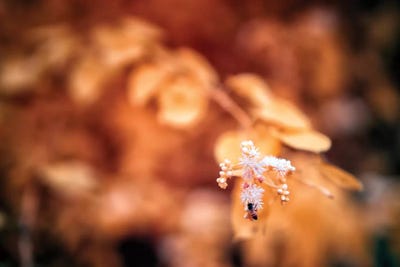 Bee by Glauco Meneghelli art print