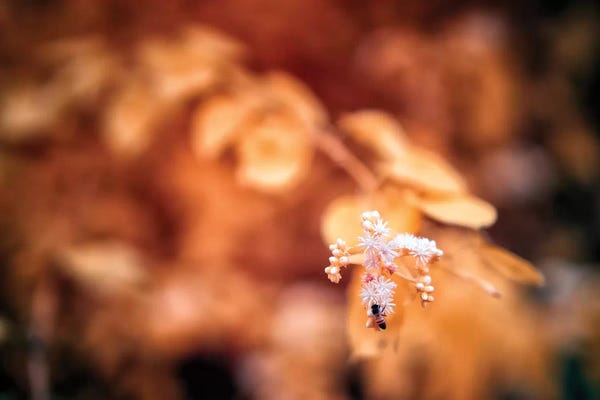 Glauco Meneghelli: Bee by Glauco Meneghelli