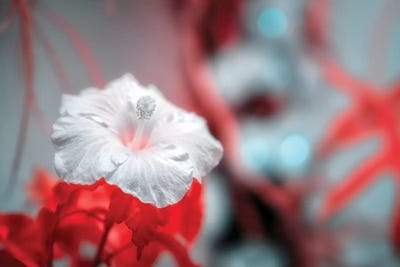 Flower by Glauco Meneghelli art print