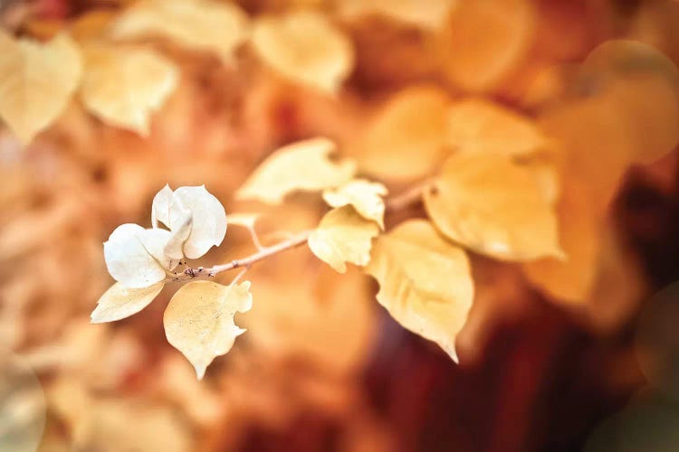 Gold Flower by Glauco Meneghelli wall art