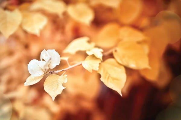 Glauco Meneghelli: Gold Flower by Glauco Meneghelli