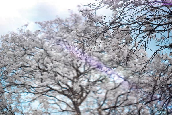 Glauco Meneghelli: Trees by Glauco Meneghelli