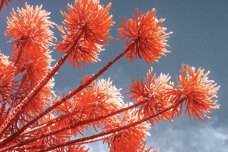 Red Trees by Glauco Meneghelli wall art