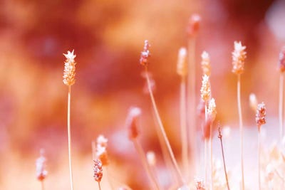 Beauty Nature by Glauco Meneghelli canvas print