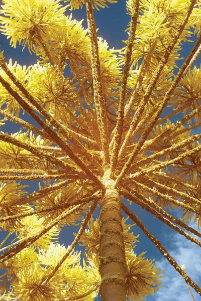 Up Yellow by Glauco Meneghelli art print