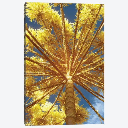 Up Yellow Canvas Print #GLM172} by Glauco Meneghelli Canvas Print