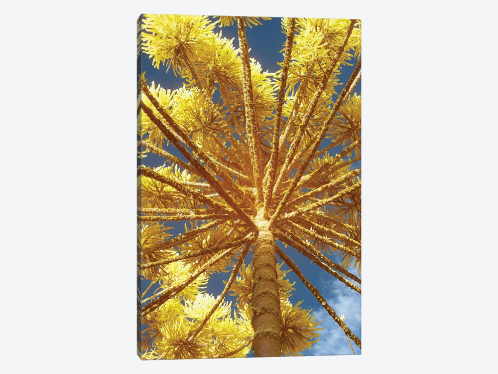 Up Yellow by Glauco Meneghelli 1-piece Canvas Print
