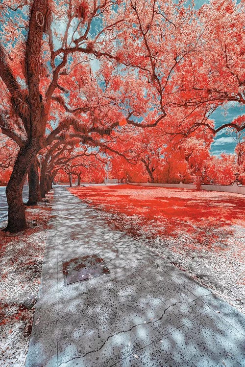 Miami Infrared IV by Glauco Meneghelli wall art