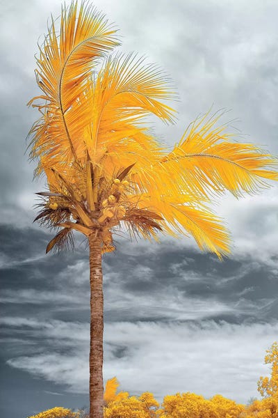 Glauco Meneghelli: Coconut - Bahia, Brazil by Glauco Meneghelli