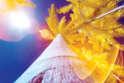 Coconut Tree - Miami, Florida by Glauco Meneghelli framed wall art