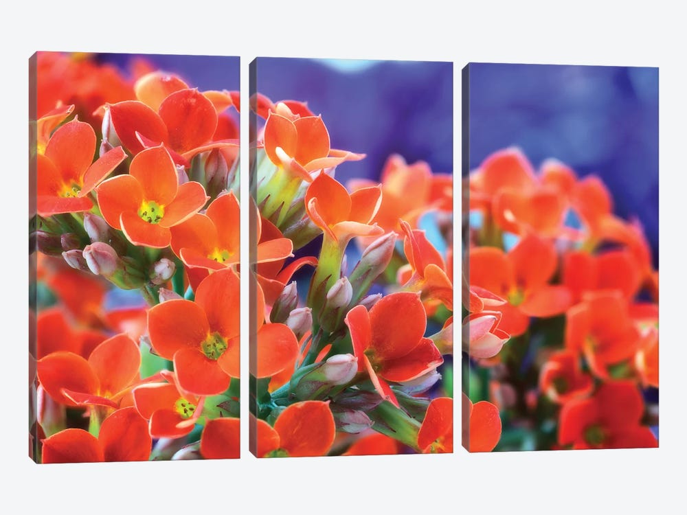 Flowers by Glauco Meneghelli 3-piece Canvas Wall Art