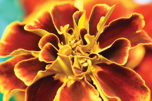 Glauco Meneghelli: Calendula by Glauco Meneghelli