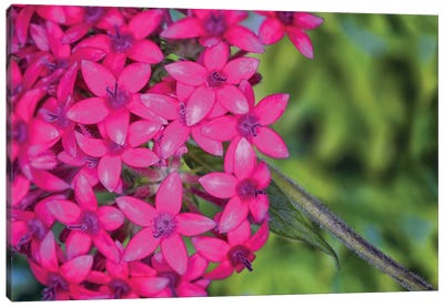Close Up Of Pink Hydrangea Flowers Canvas Art Print - Hydrangea Art