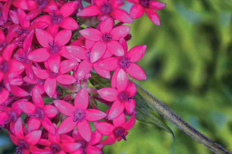 Close Up Of Pink Hydrangea Flowers