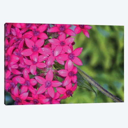 Close Up Of Pink Hydrangea Flowers Canvas Print #GLM284} by Glauco Meneghelli Canvas Art