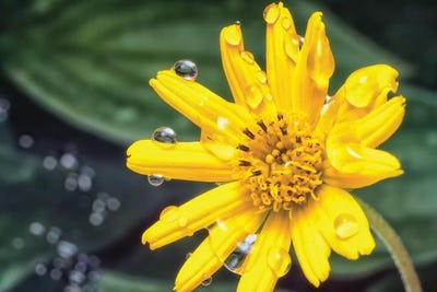 Yellow Flower With Water Drops by Glauco Meneghelli canvas print