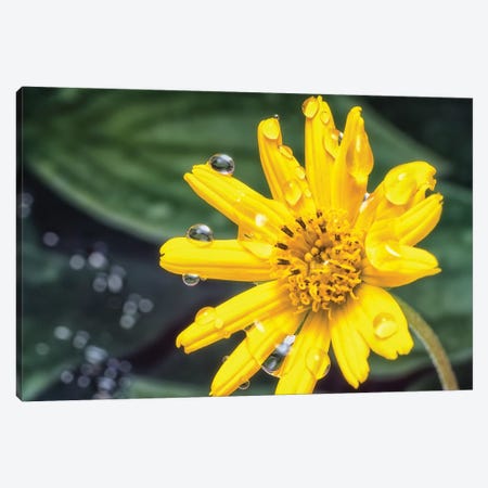 Yellow Flower With Water Drops Canvas Print #GLM285} by Glauco Meneghelli Canvas Artwork