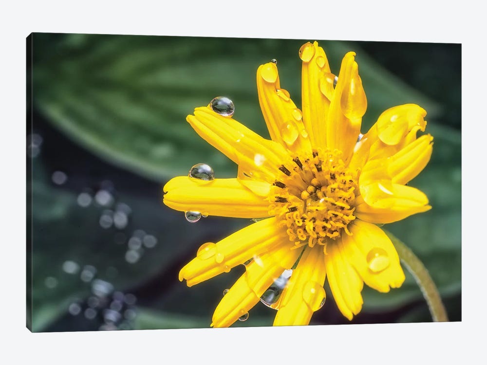 Yellow Flower With Water Drops by Glauco Meneghelli 1-piece Canvas Art Print
