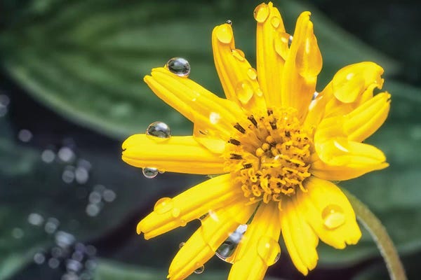 Glauco Meneghelli: Yellow Flower With Water Drops by Glauco Meneghelli