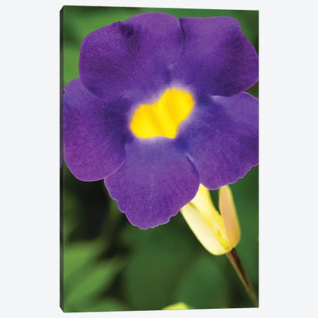 Purple And Yellow Flower Canvas Print #GLM286} by Glauco Meneghelli Canvas Artwork
