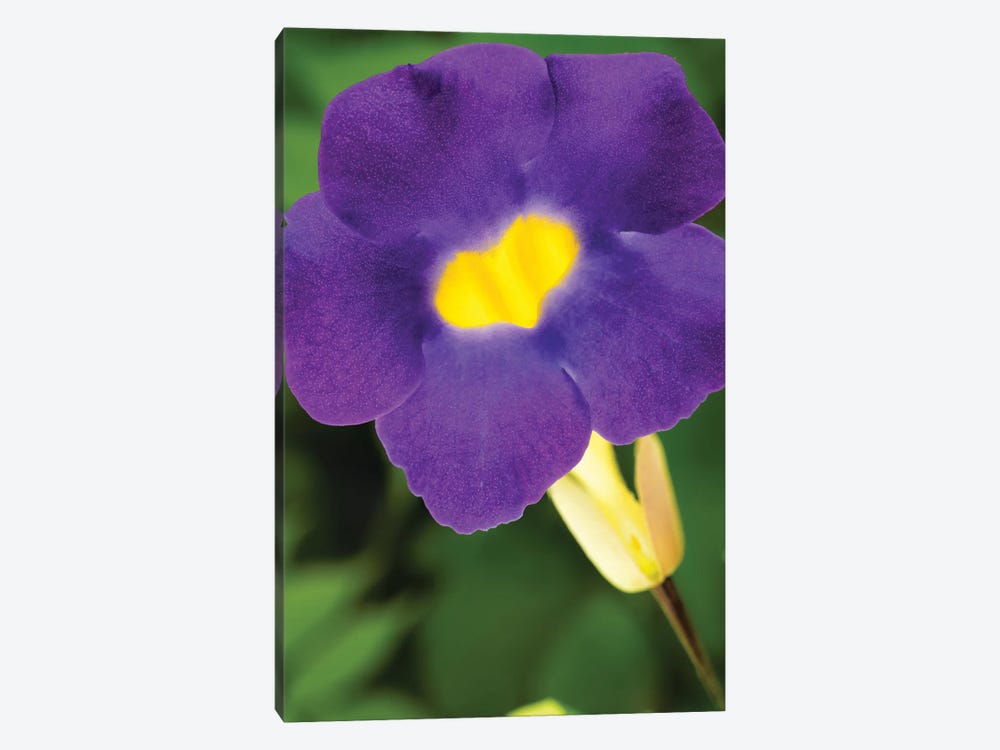 Purple And Yellow Flower by Glauco Meneghelli 1-piece Canvas Art