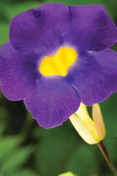 Glauco Meneghelli: Purple And Yellow Flower by Glauco Meneghelli