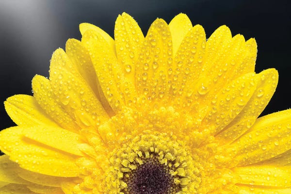 Glauco Meneghelli: Yellow Gerber Daisy by Glauco Meneghelli