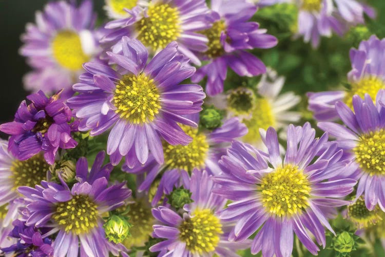 Purple Flowers In The Garden