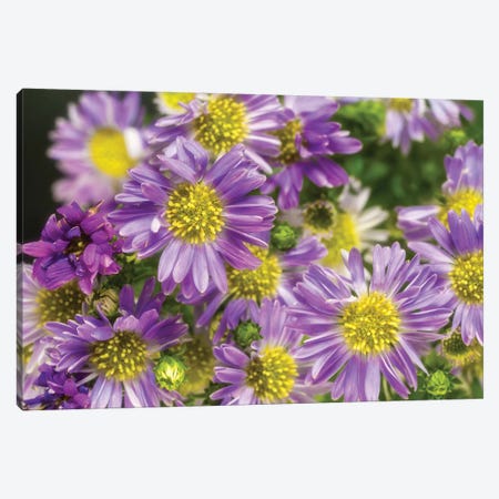 Purple Flowers In The Garden Canvas Print #GLM288} by Glauco Meneghelli Canvas Art Print