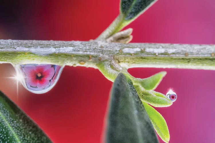 Macro Of A Flower