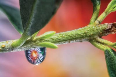 Waterdrop Macro On Leaf by Glauco Meneghelli art print