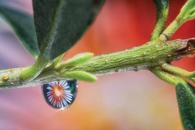 Waterdrop Macro On Leaf