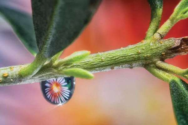 Glauco Meneghelli: Waterdrop Macro On Leaf by Glauco Meneghelli