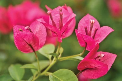 Pink Flowers by Glauco Meneghelli art print